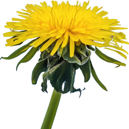 dandelion icon